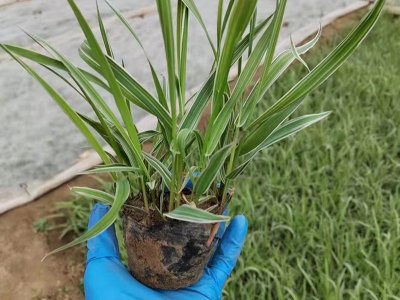 玉带草容器苗
