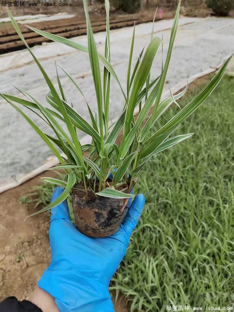 玉带草观叶植物花镜多年生草本