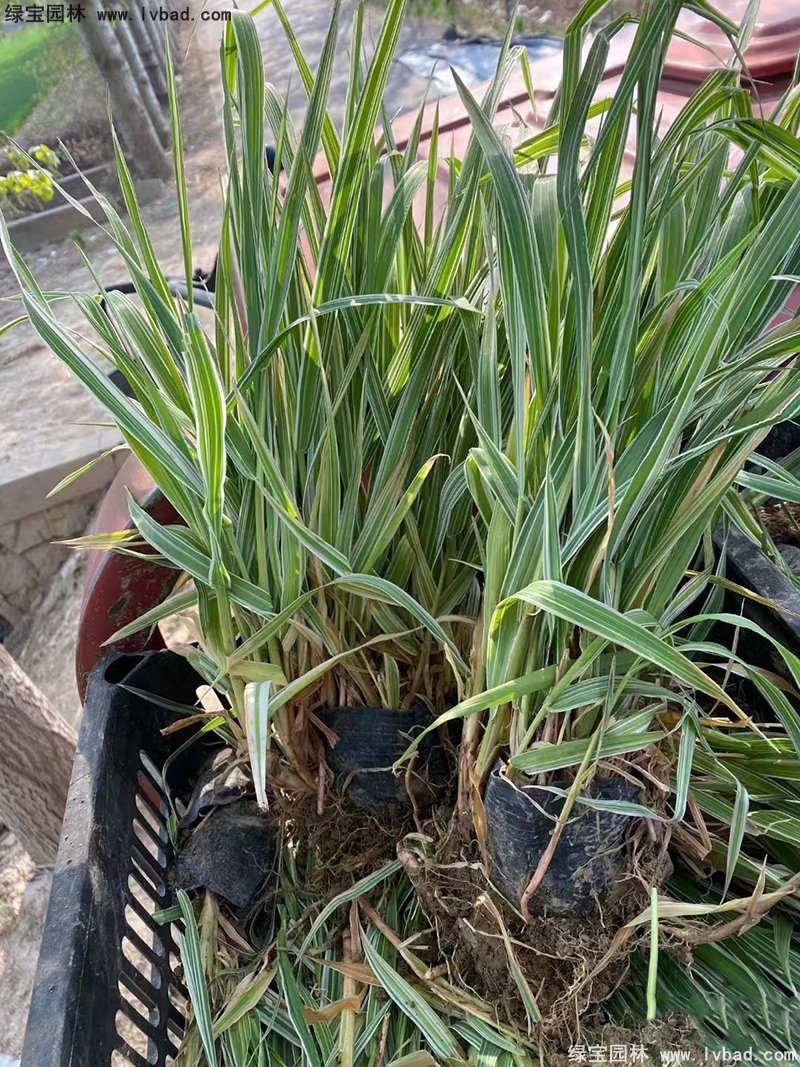 玉带草观叶植物花镜多年生草本