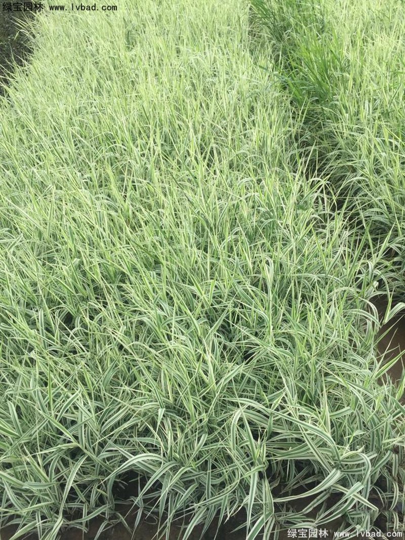 玉带草观叶植物花镜多年生草本