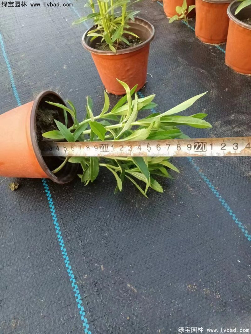 假龙头花苗盆栽花镜观花植物多年生草本双色盆120