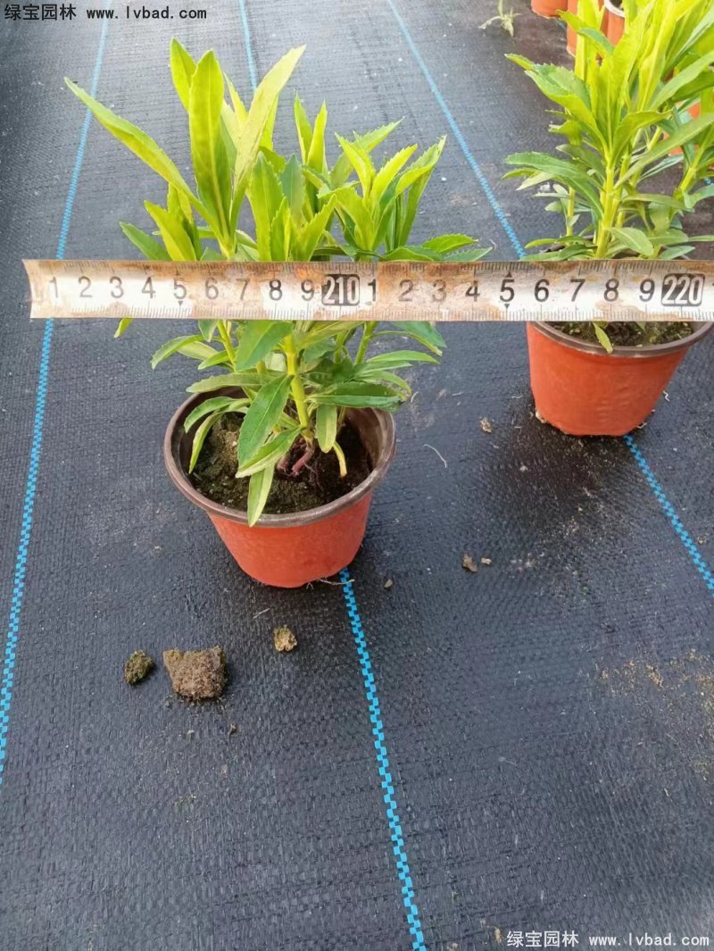 假龙头花苗盆栽花镜观花植物多年生草本双色盆120