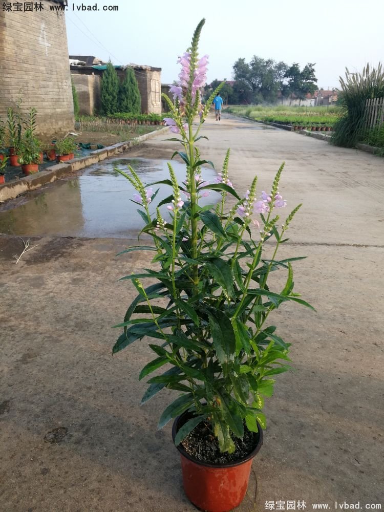 假龙头花苗盆栽花镜观花植物多年生草本双色盆120