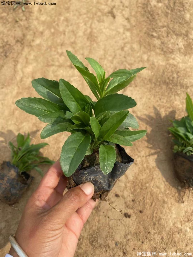 假龙头花苗盆栽花镜观花植物多年生草本