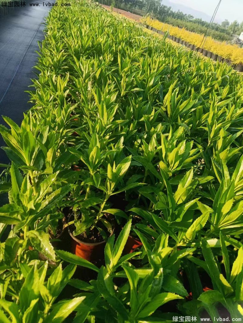 假龙头花苗盆栽花镜观花植物多年生草本双色盆120