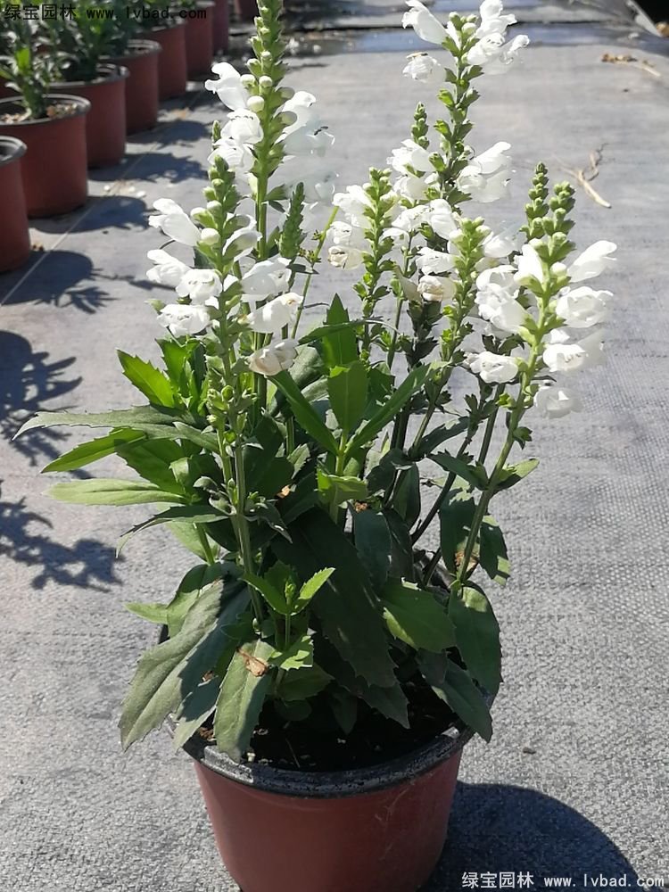 假龙头花苗盆栽花镜观花植物多年生草本双色盆120