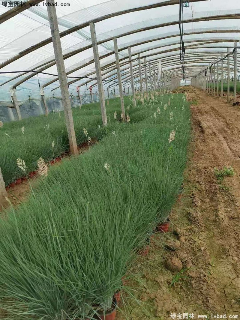 花镜观赏草糖蜜草盆栽苗双色盆加仑盆毛冠草