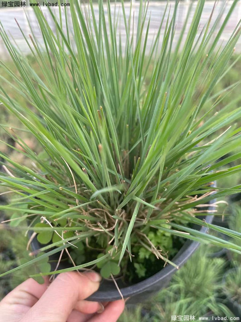 花镜观赏草糖蜜草盆栽苗双色盆加仑盆毛冠草