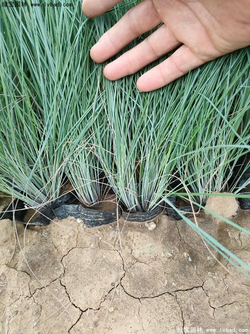 花镜观赏草糖蜜草盆栽苗双色盆加仑盆毛冠草