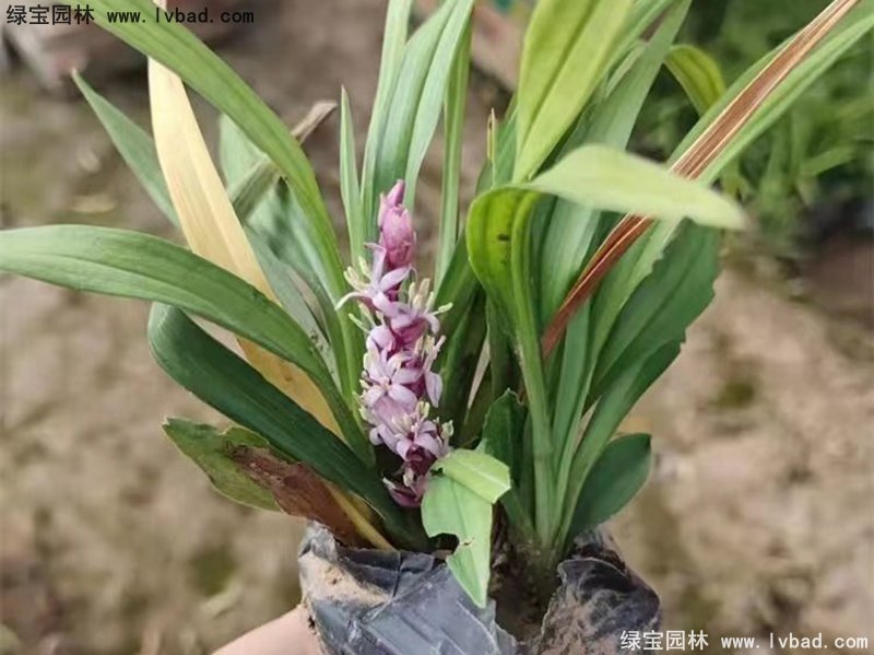 花镜耐阴植物多年生<a href='https://www.lvbad.com/caobenzhiwu/3397.html' target='_blank'>吉祥草</a>常绿草本