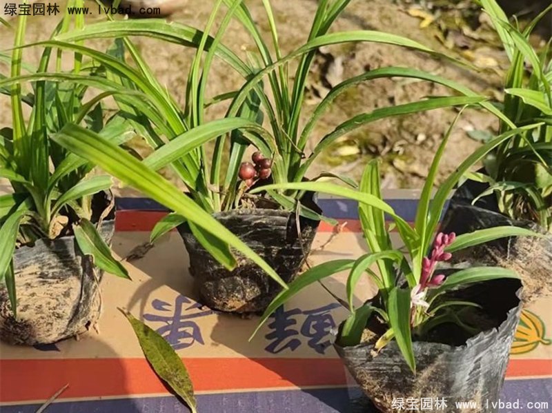 花镜耐阴植物多年生吉祥草常绿草本