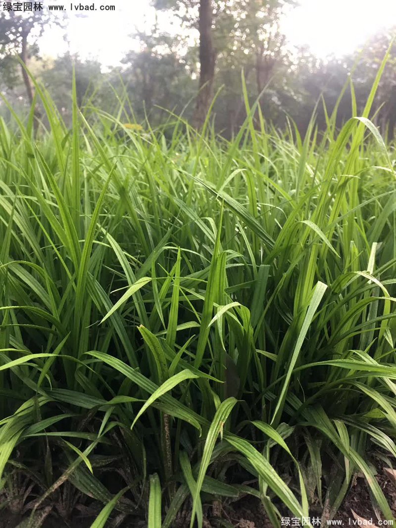 花镜耐阴植物多年生吉祥草常绿草本