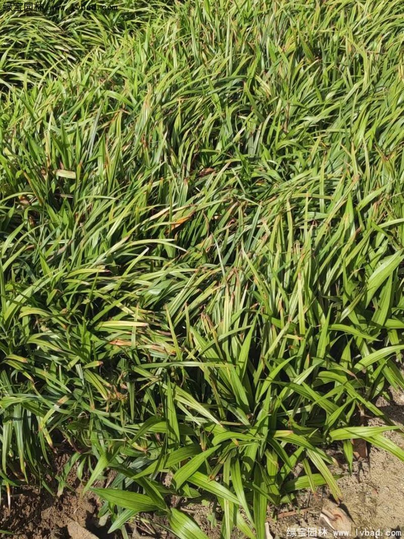 花镜耐阴植物多年生吉祥草常绿草本