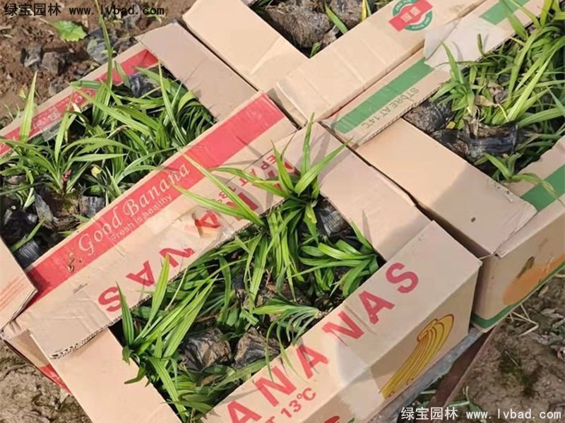 花镜耐阴植物多年生吉祥草常绿草本