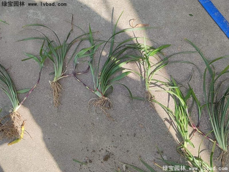 花镜耐阴植物多年生吉祥草常绿草本
