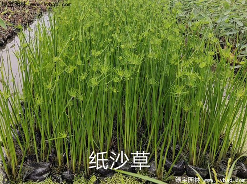 纸莎草水生植物净化污水绿植花卉草本多年生盆栽苗