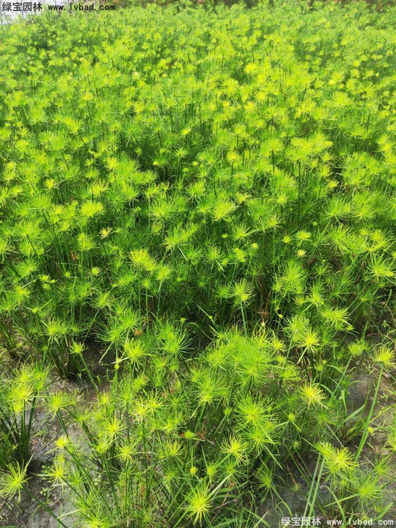 纸莎草水生植物净化污水绿植花卉草本多年生