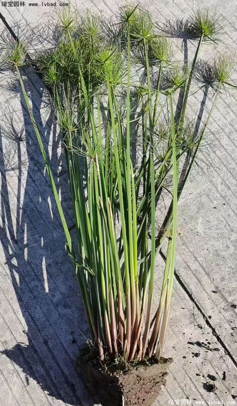 纸莎草水生植物净化污水绿植花卉草本多年生地苗
