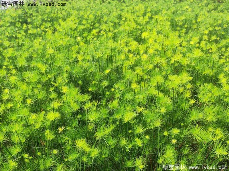 纸莎草水生植物净化污水绿植花卉草本多年生
