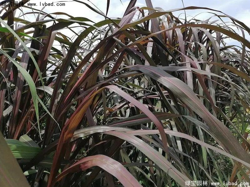 红象草紫色象草高大花镜草本植物