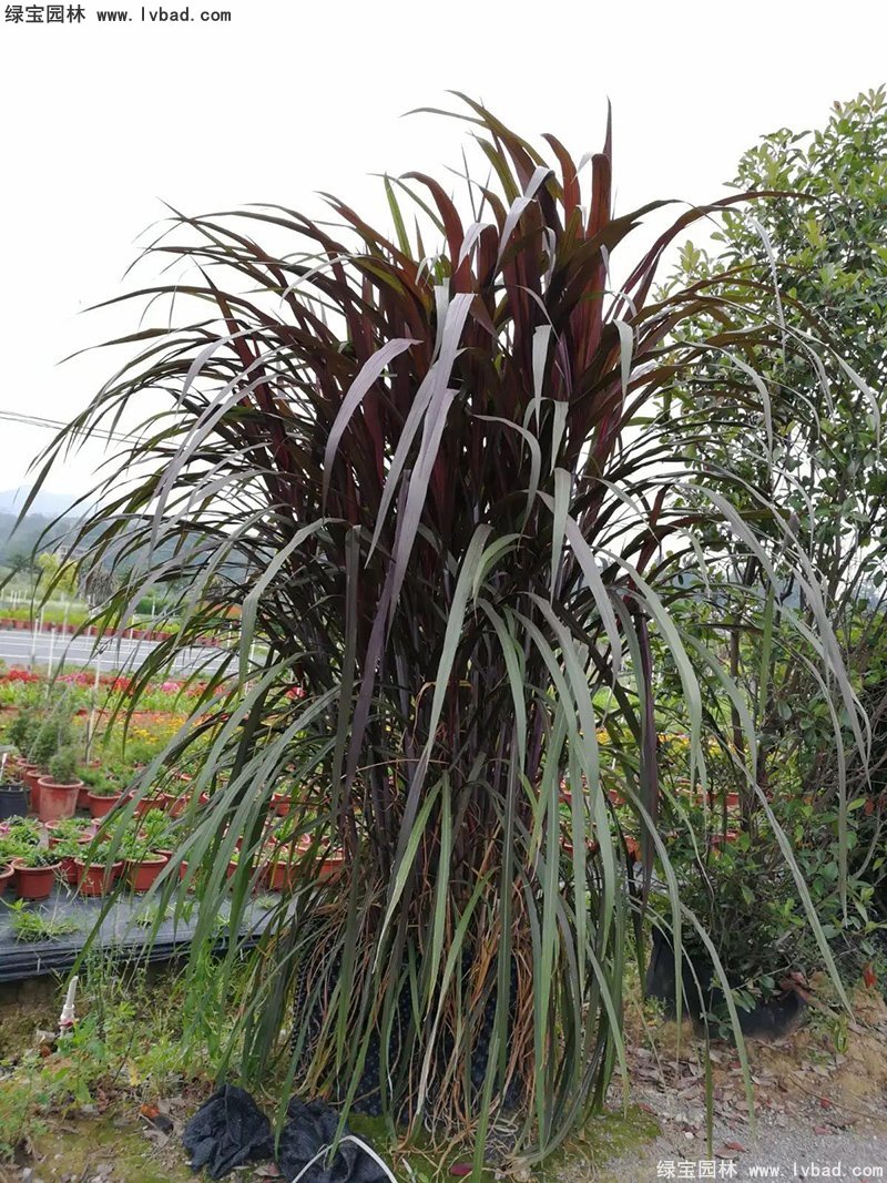 红象草紫色象草高大花镜草本植物
