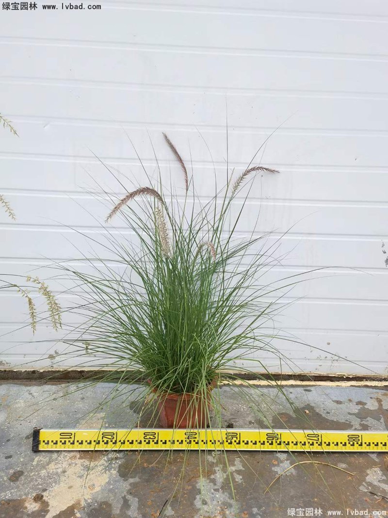 耐热型花镜草本植物<a href='https://www.lvbad.com/huajingzhiwu/56164.html' target='_blank'>金红羽狼尾草</a>