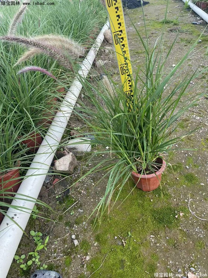 耐热型花镜草本植物<a href='https://www.lvbad.com/huajingzhiwu/56164.html' target='_blank'>金红羽狼尾草</a>