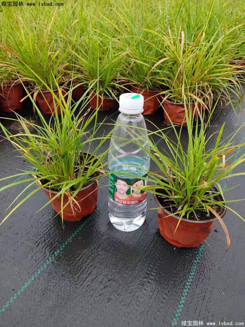 耐热型花镜草本植物金红羽<a href='https://www.lvbad.com/mucaozhongzi/1687.html' target='_blank'>狼尾草</a>