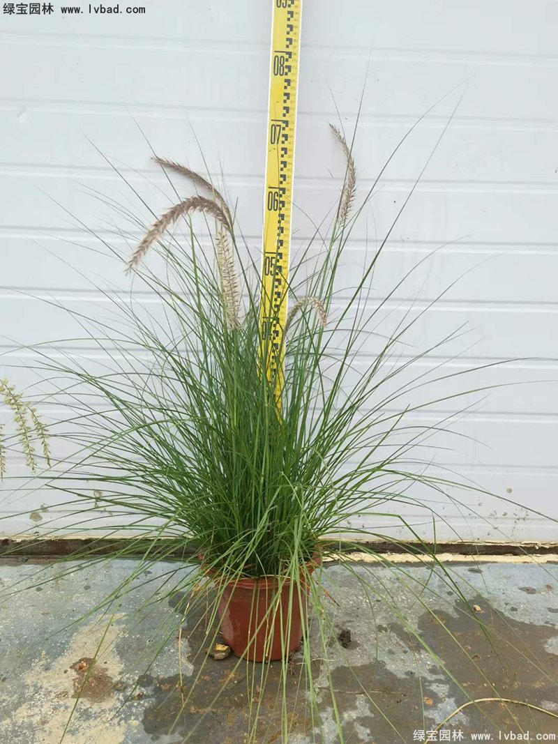 耐热型花镜草本植物金红羽<a href='https://www.lvbad.com/mucaozhongzi/1687.html' target='_blank'>狼尾草</a>