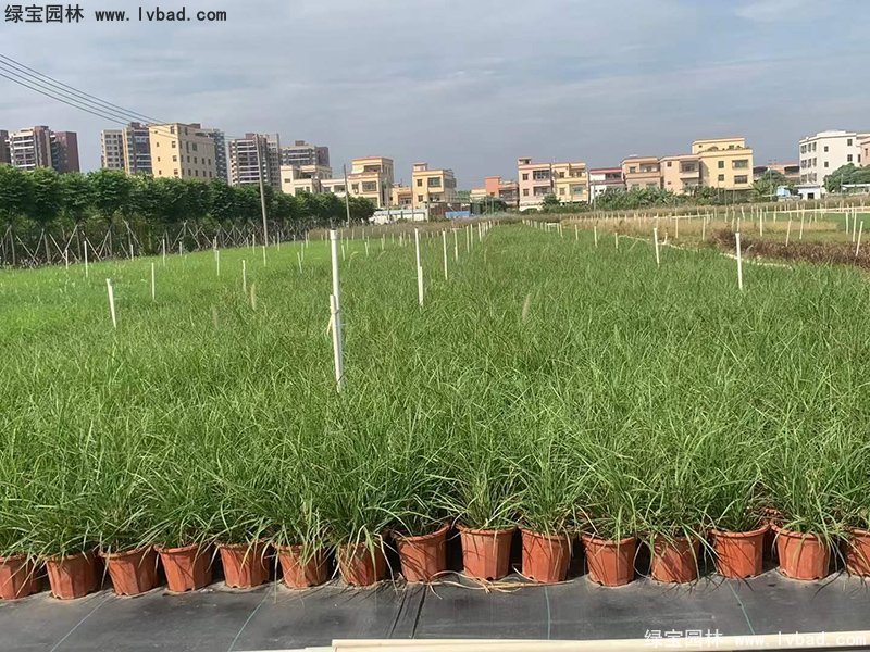 耐热型花镜草本植物金红羽狼尾草