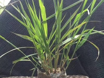 红知风画眉草