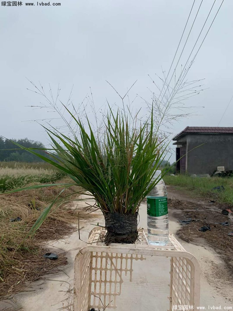 红知风画眉草花镜观赏草
