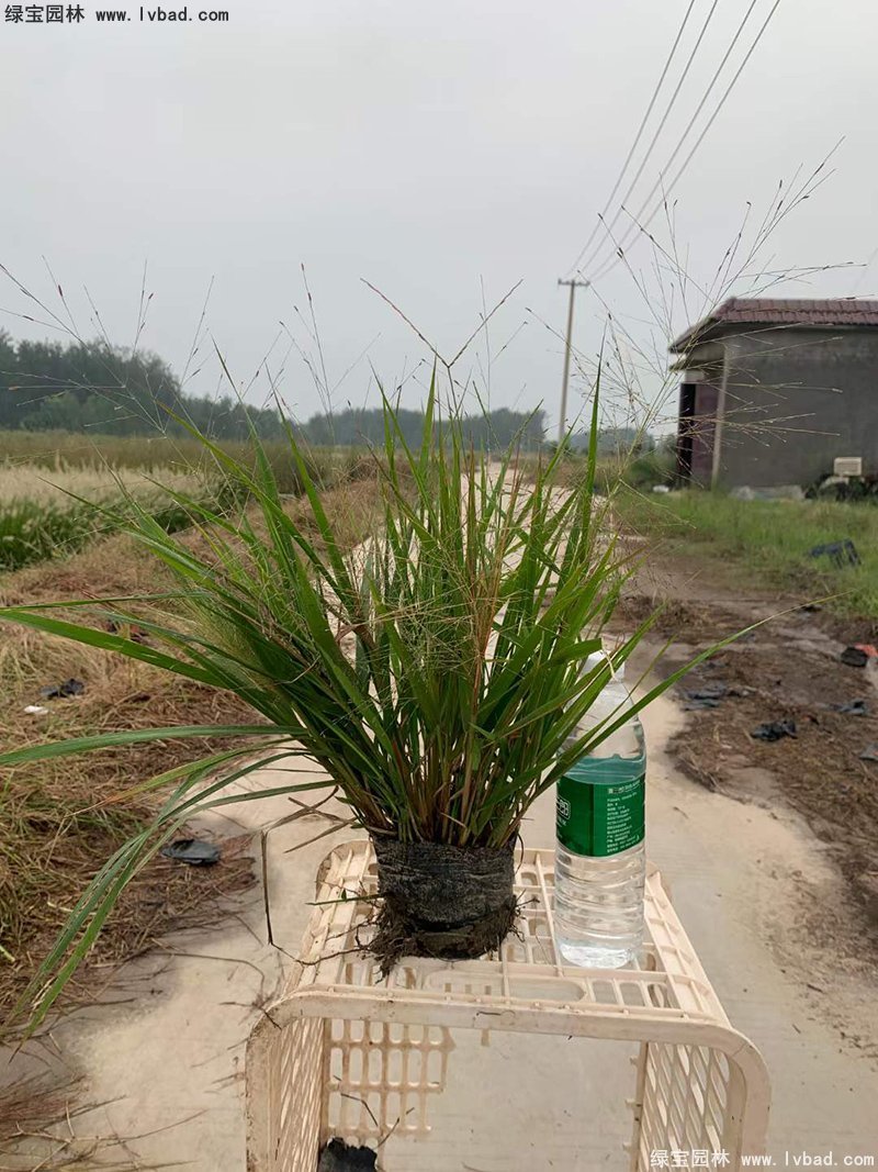 红知风画眉草花镜观赏草