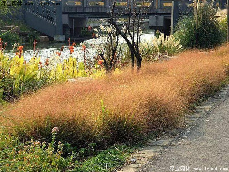 红知风画眉草花镜观赏草