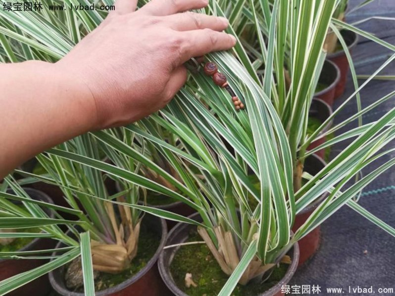 花叶蒲苇茅草类观赏花镜草本大草