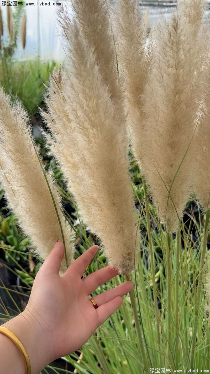 花叶蒲苇茅草类观赏花镜草本大草
