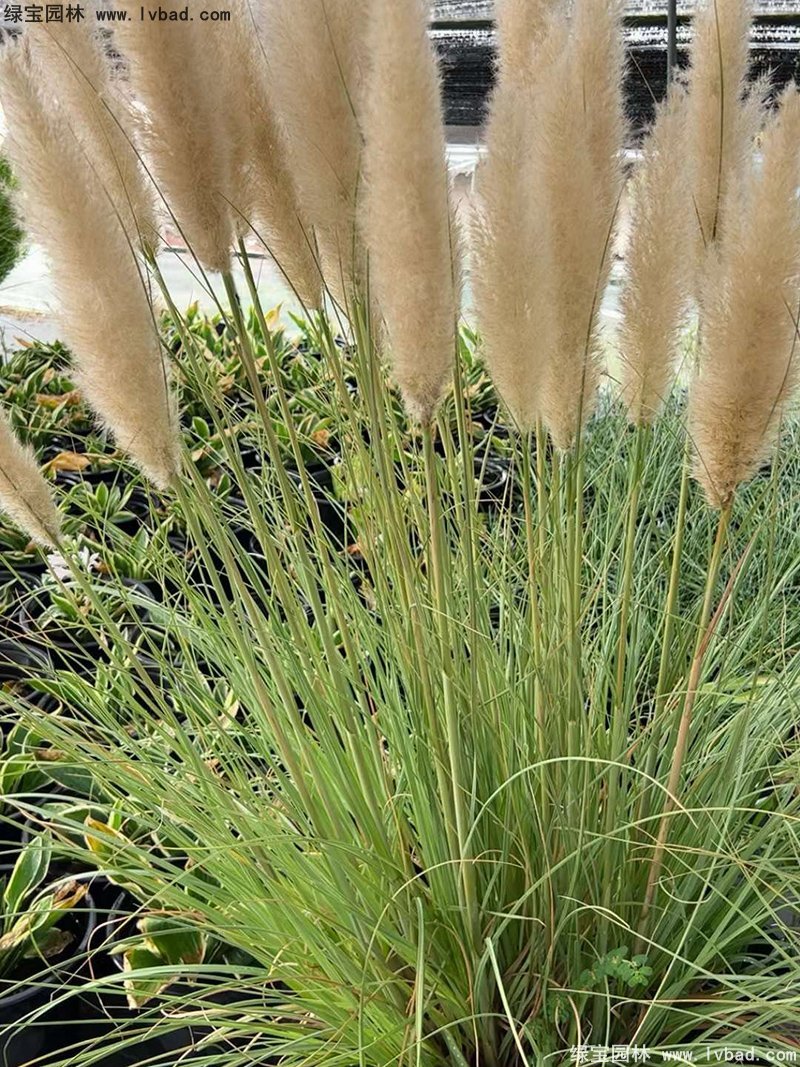 矮蒲苇花镜观赏草大草冬季欣赏草本花卉植物