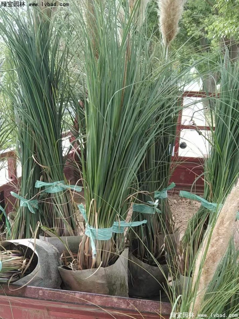 矮蒲苇花镜观赏草大草冬季欣赏草本花卉植物