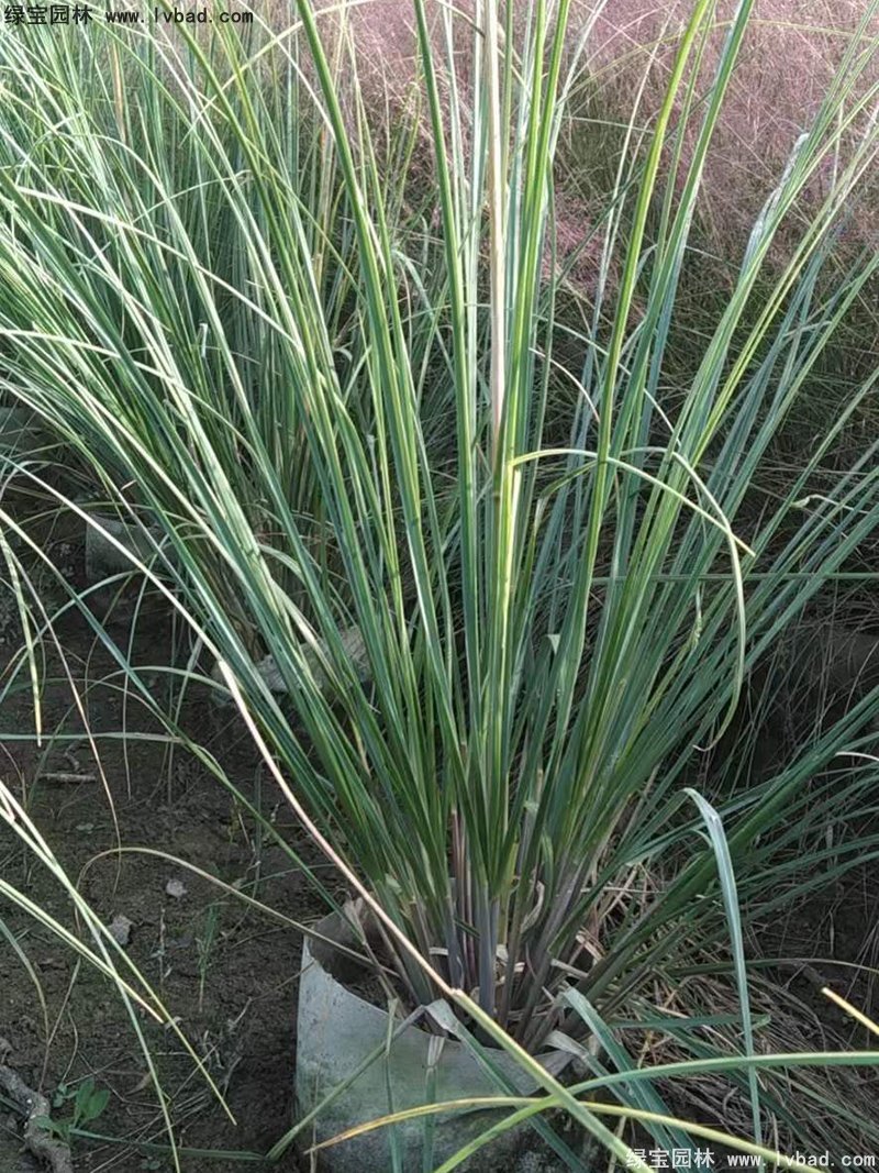 矮蒲苇花镜观赏草大草冬季欣赏草本花卉植物