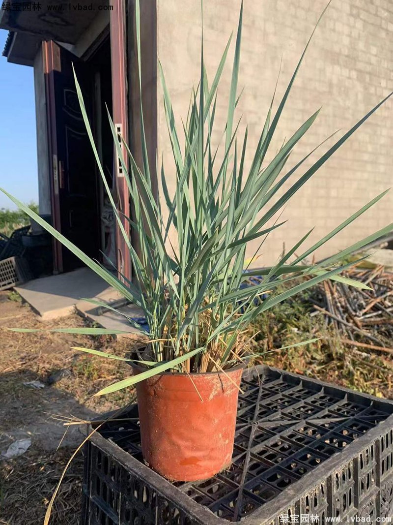 蓝冰麦多年生草本蓝色花镜观赏草植物