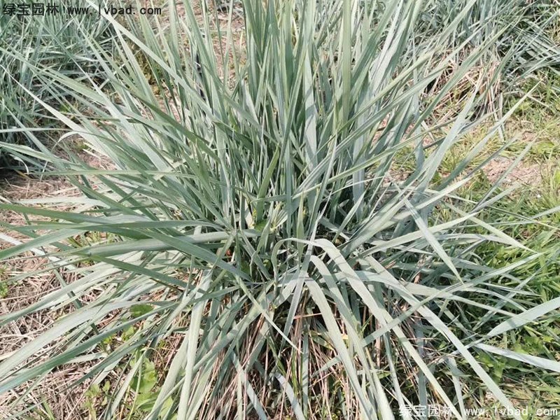 蓝冰麦多年生草本蓝色花镜观赏草植物