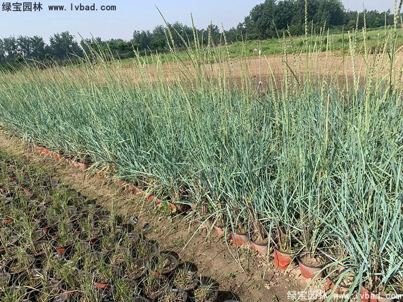 蓝冰麦多年生草本蓝色花镜观赏草植物