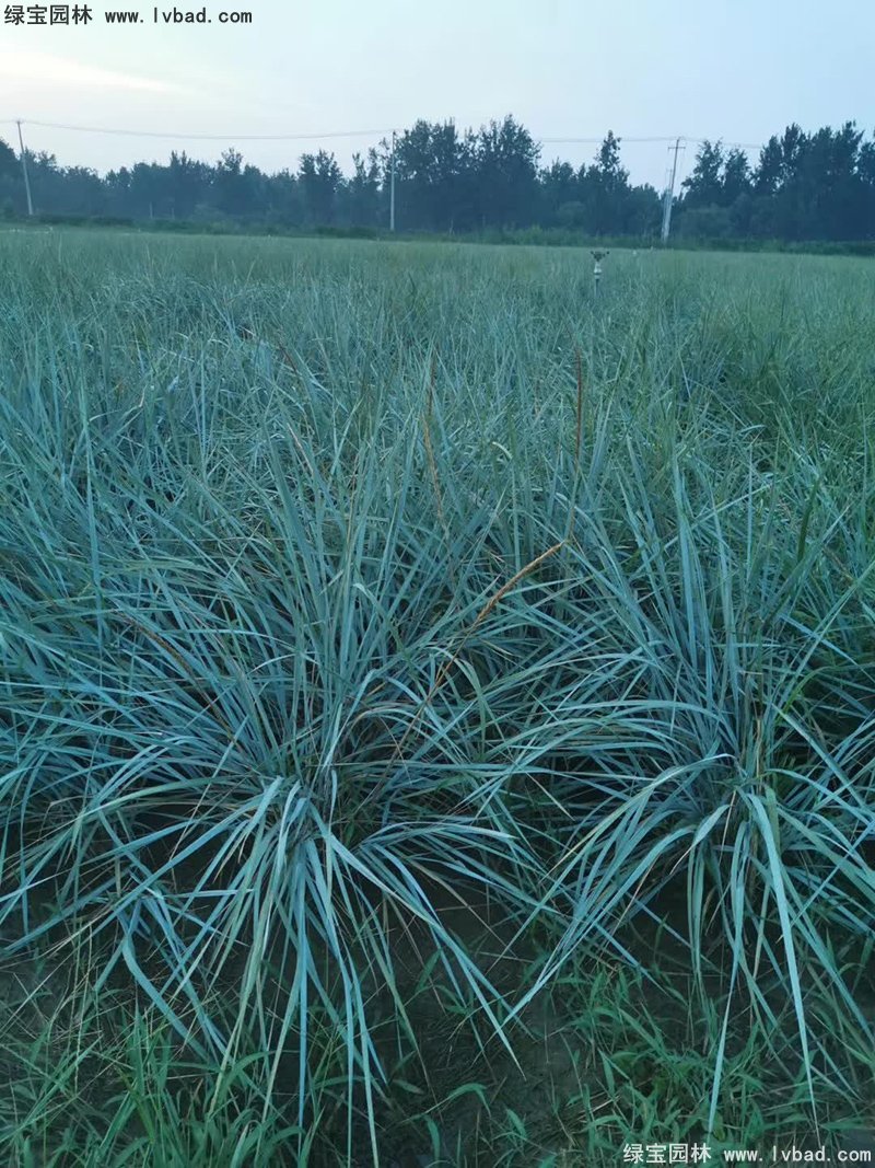 蓝冰麦多年生草本蓝色花镜观赏草植物