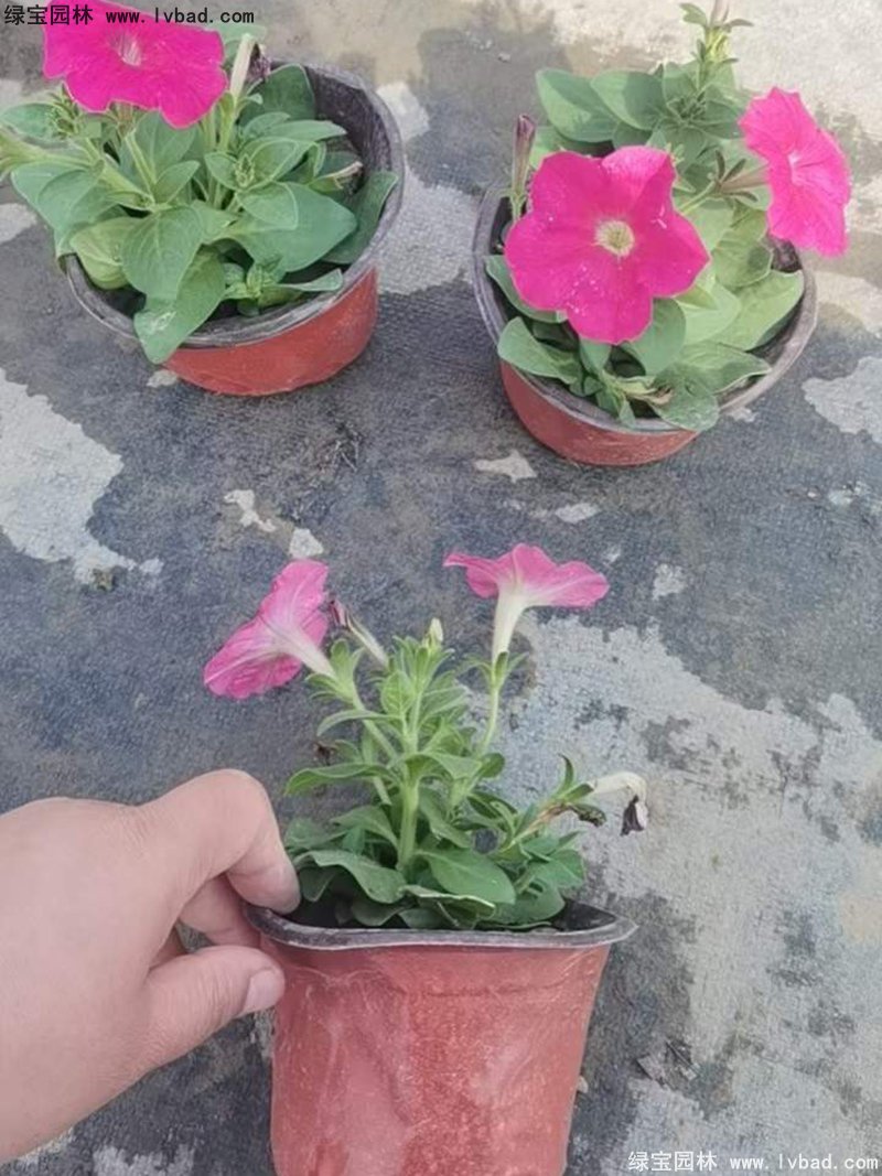 玫红色日本矮牵牛盆栽花镜摆花植物草本