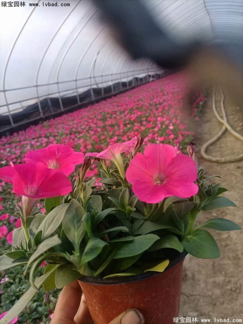玫红色日本矮牵牛盆栽花镜摆花植物草本