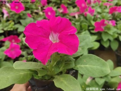 矮牵牛