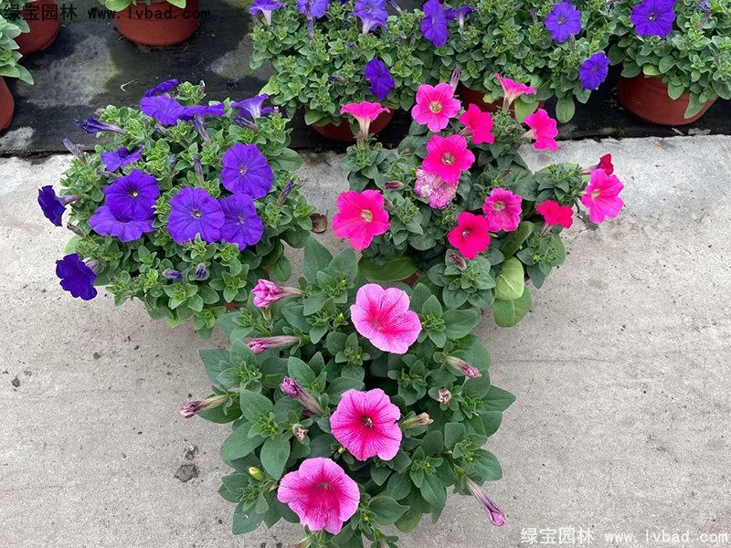 蓝色日本矮牵牛盆盆栽花镜摆花植物草本