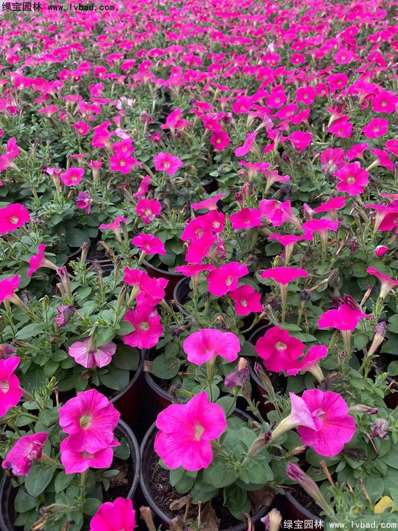 日本矮牵牛盆栽花镜摆花植物草本