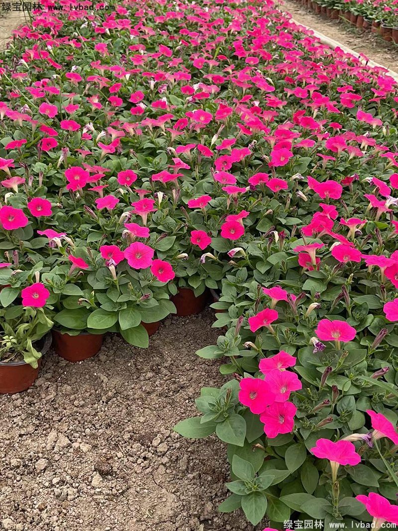 日本矮牵牛盆栽花镜摆花植物草本