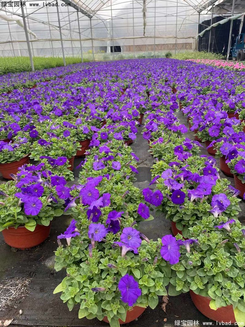 蓝色日本矮牵牛盆盆栽花镜摆花植物草本